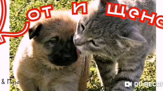 КОТ и ЩЕНОК--Зелёная Ромашка-- смотреть онлайн