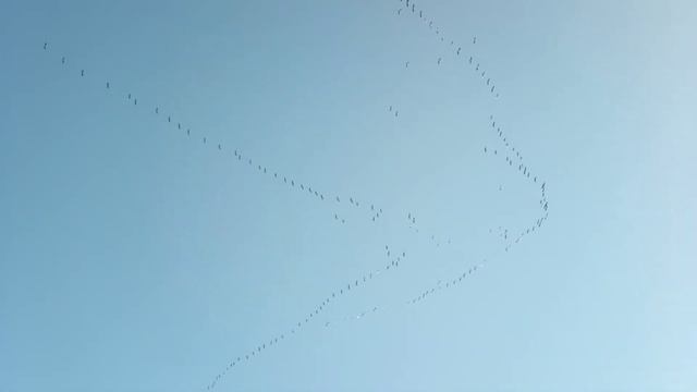 Косяк гусей в небе Германии . смотреть онлайн