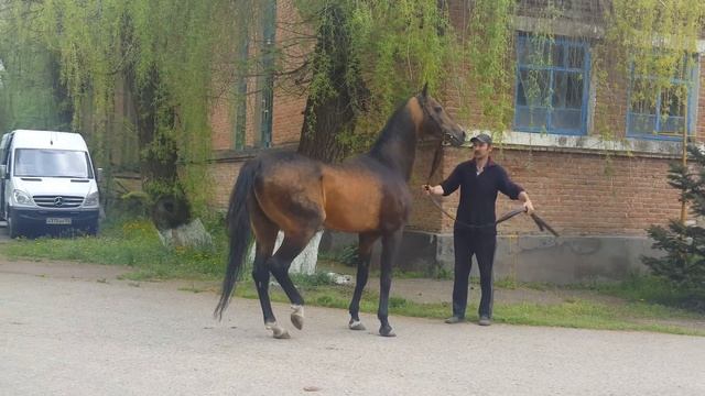 Ставропольский конный завод. Ахалтекинский жеребец Хан Беглер смотреть онлайн