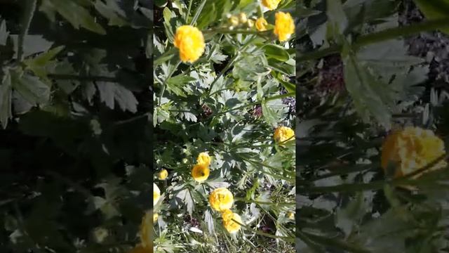 Цветёт лютик садовый многолетний. смотреть онлайн