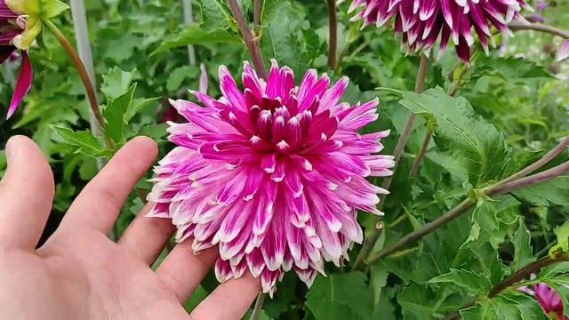 ЖОРЖИНИ називаю сорти найкращих жоржин. справжній бал квітів #Dahlia #flowers смотреть онлайн