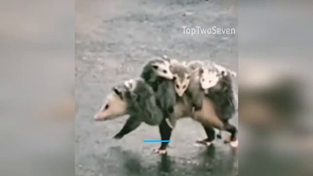 Мама опоссум переводит детей через дорогу Забавный опоссум с детенышами Заботливый опоссум