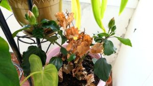 Муж в командировке, как я провожу время одна)))