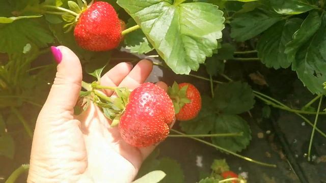 Нанди. Крупноплодный, достойный сорт. смотреть онлайн