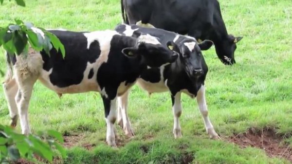 Мычание коровы. корова мычит