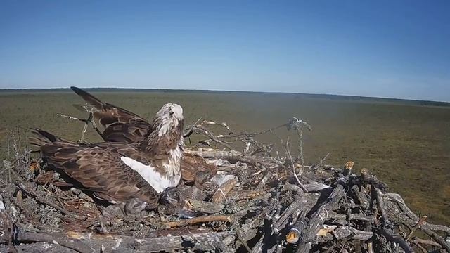 Скопа_Красный Бор_Самка беспокоится+Скопа-незнакомец (13 июня 8:18) смотреть онлайн
