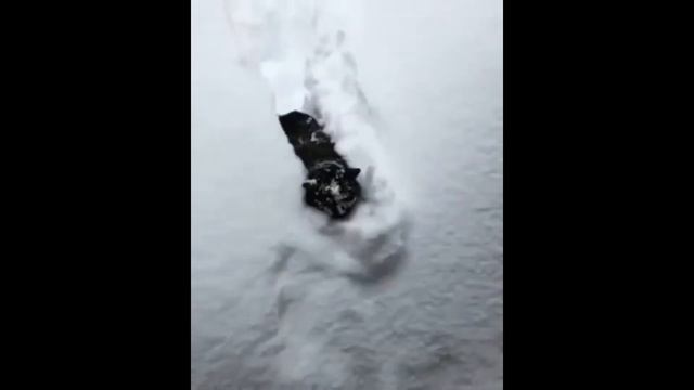 Животные веселятся и вытворяют такое... смотреть онлайн