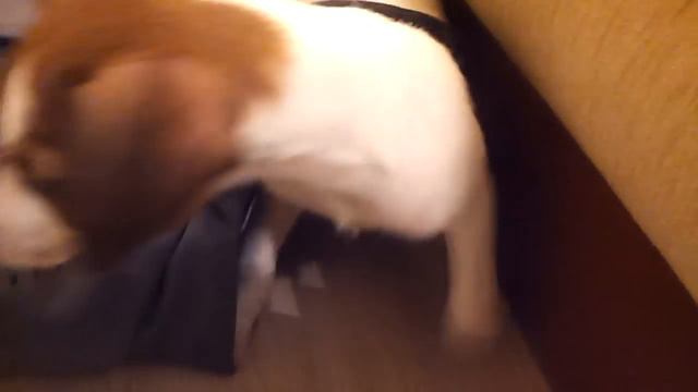 Jack Russel Terrier - Nick смотреть онлайн
