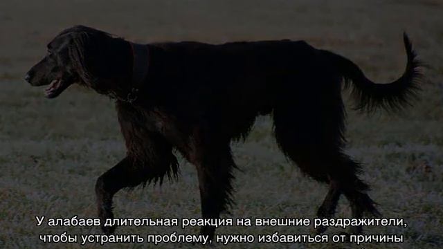 Волкодав (собака): как выглядит порода, виды смотреть онлайн