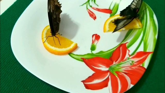 КАК и ЧЕМ КОРМИТЬ ТРОПИЧЕСКИХ БАБОЧЕК родившихся в бабочкарии | Ферма бабочек часть 3 смотреть онлайн