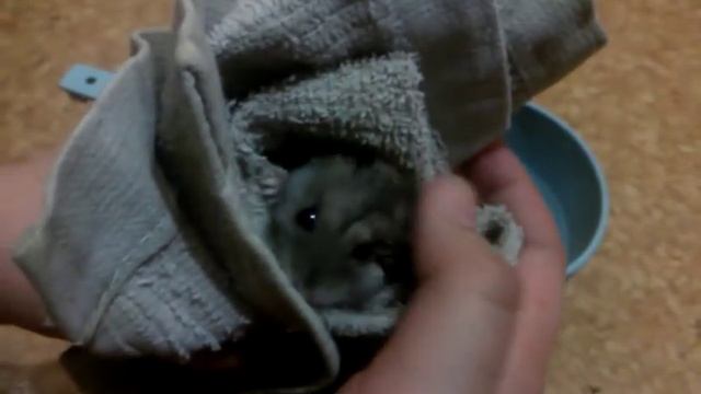 Как правильно помыть хомяка смотреть онлайн