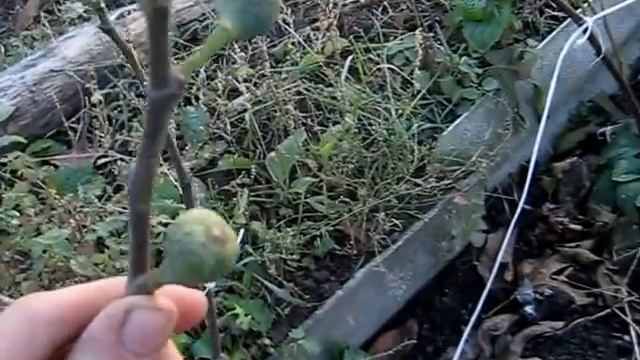 Заготовка и хранение черенков инжира смотреть онлайн
