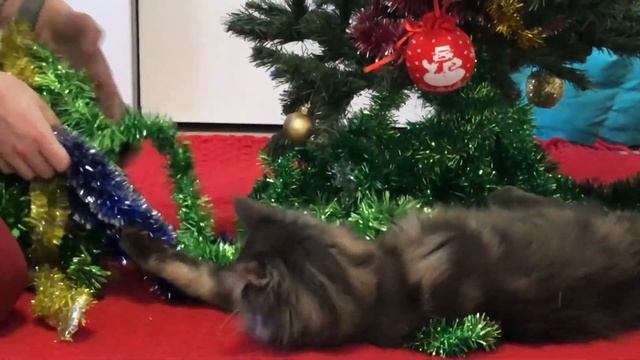 Кошка и новогодняя елка. Грейс Мейн-кун смотреть онлайн