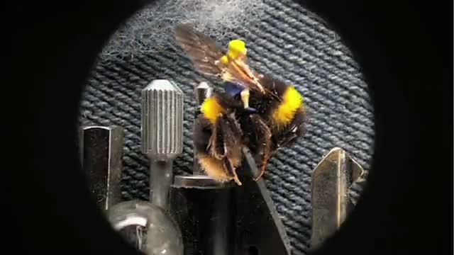 Record du monde de l’animation miniature смотреть онлайн