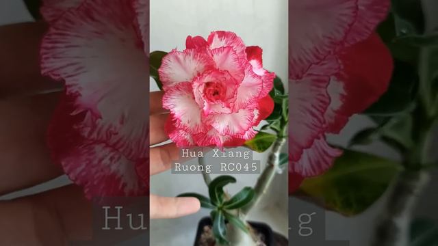 Адениум сорт Hua Xiang Ruong или RC045 смотреть онлайн