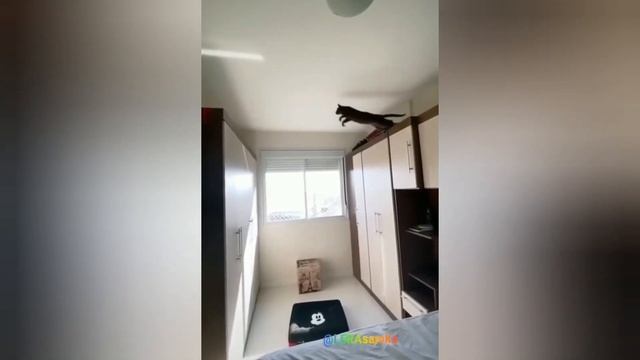 Тик Ток #котики/Смешно до слёз/Короткие #приколы2021 с котами и кошками №2 смотреть онлайн