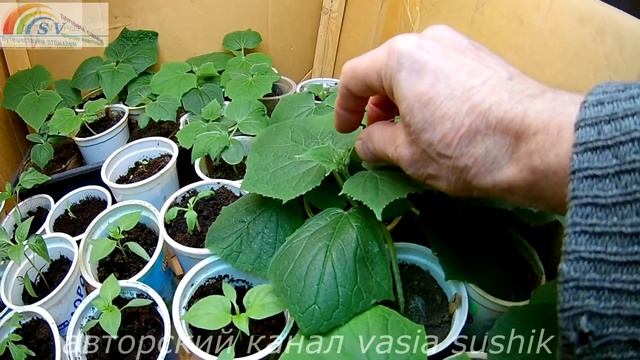 Как вырастить рассаду огурцов в домашних условиях.Наблюдение за ростом рассады огурцов смотреть онлайн