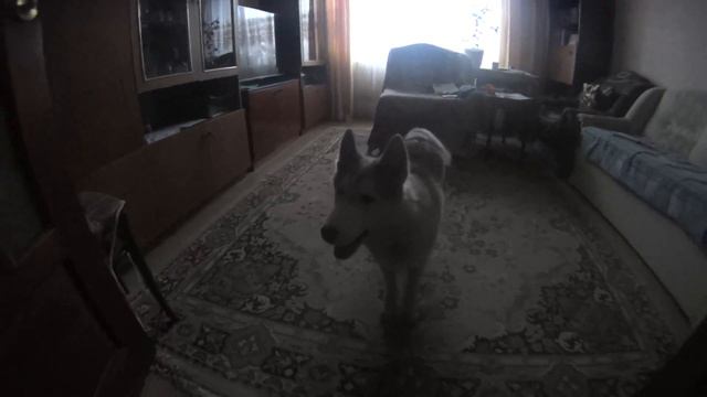 Щенок Хаски бесится дома смотреть онлайн