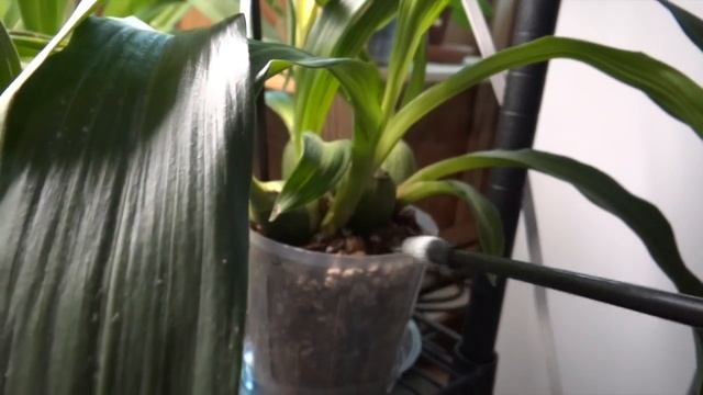 Zygopetalum orchid/ Орхидея Зиг. смотреть онлайн