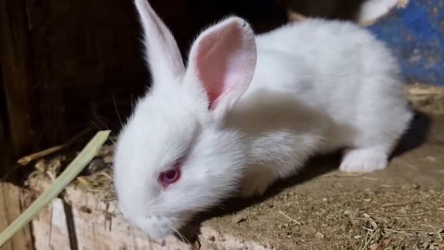 Порода белый великан, мальки 20 дней. смотреть онлайн