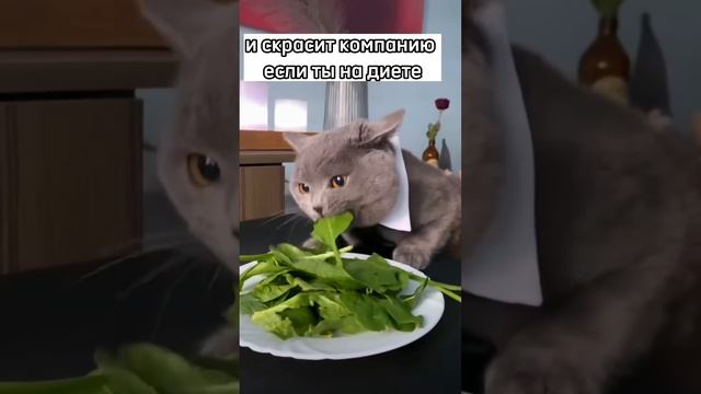 Какая польза от кота ? #кот #кошка #shorts смотреть онлайн