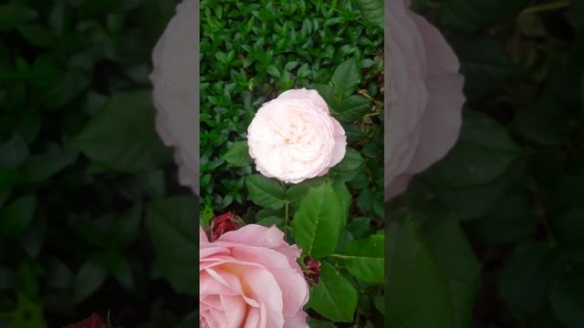 Роза констанс. смотреть онлайн