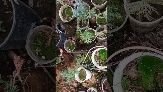 Первая вылазка в теплицу.Лук Джусай прижился и уже растёт. смотреть онлайн