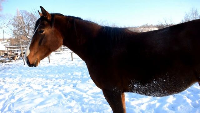 КУПИЛИ ДОМ В ДЕРЕВНЕ. НАУЧИЛИ ЛОШАДЬ ЛОЖИТЬСЯ смотреть онлайн