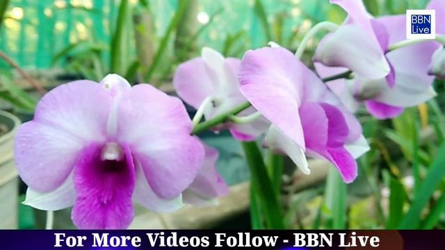 Orchids-The Orchidaceae are A Diverse &widespread family of up Plants