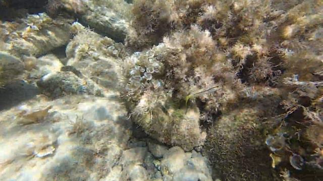 Черное море! В конце крабик))) смотреть онлайн