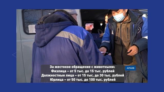Главное за день: драка рабочих, усыпление собак и оскорбление бурят смотреть онлайн