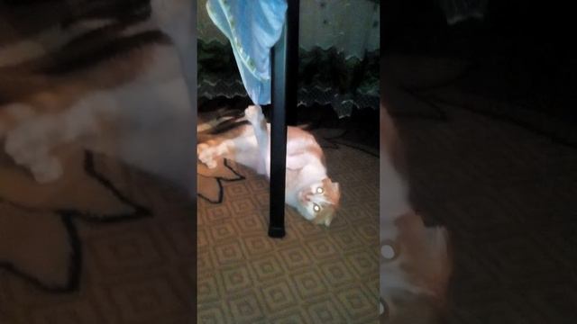 У кота ногти как у Росомахи смотреть онлайн