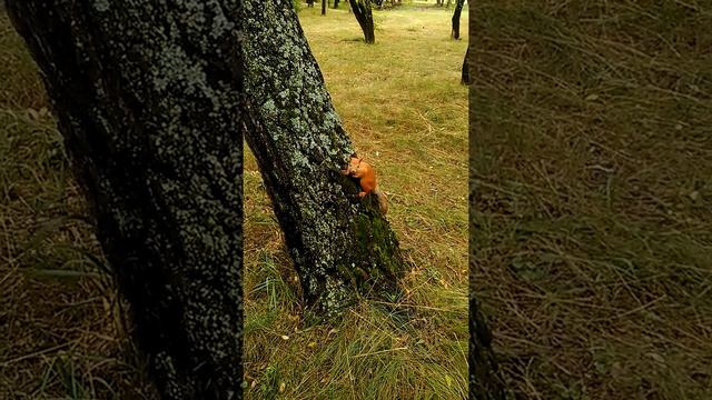 Омск. Природа парк 30 лет влксм смотреть онлайн