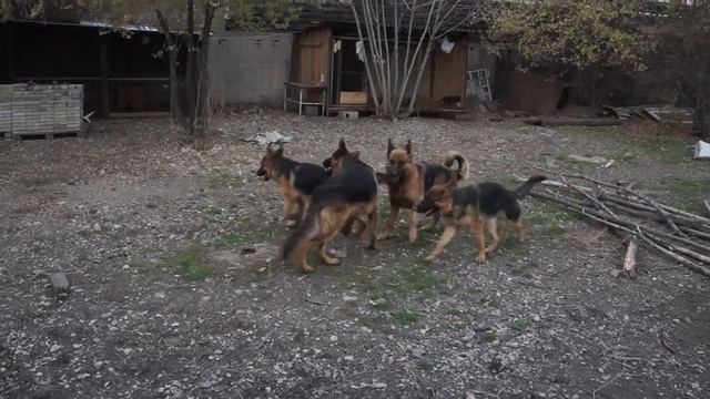 собаки во дворе смотреть онлайн
