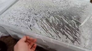 Черенкование голубики. Три недели спустя. Состояние черенков.