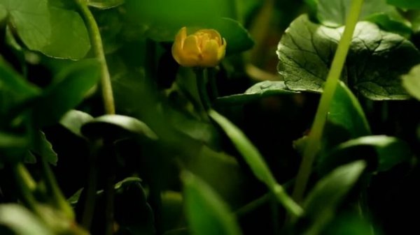 Amazing Nature Full HD 1080p :Time Lapse