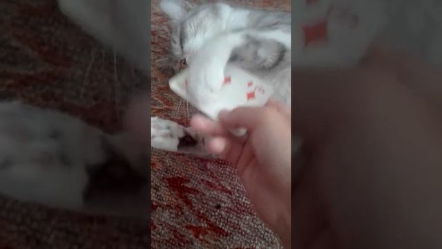Прикол дохлого домашнего кота смотреть онлайн
