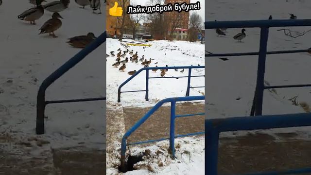 Бабуля каждый день приходит кормить голубей и уток к ручью! смотреть онлайн