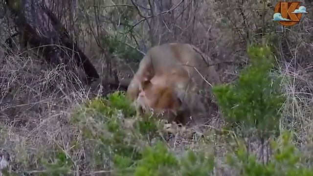 Посмотрите На Что Способен Сервал в Битве за Существование