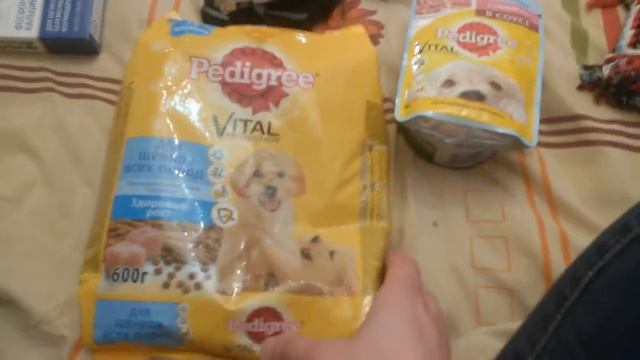 Что нужно купить перед покупкой лабрадора! Покупка лабрадора. смотреть онлайн