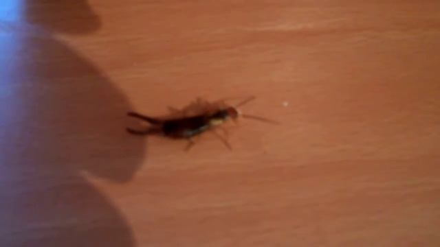 Двухвостка ест крем смотреть онлайн