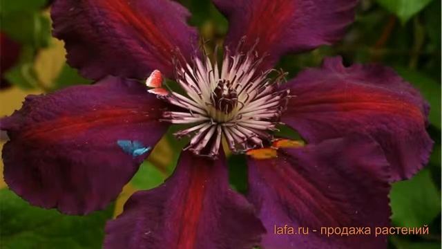 Клематис крупноцветковый Джипси Квин (clematis) ? обзор: как сажать, саженцы клематиса Джипси Квин