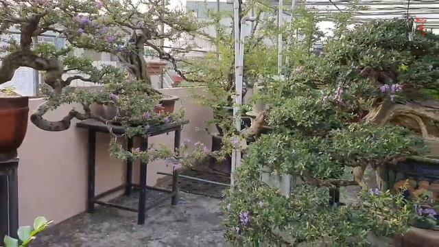 The Desmodium Beautiful Bonsai смотреть онлайн