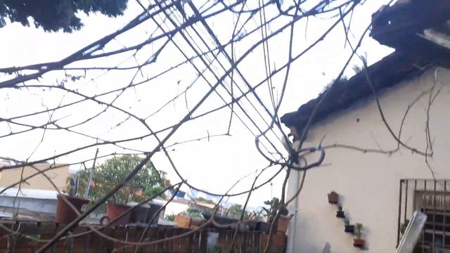 4- Como cultivar maracuja - Colheita, adubação e poda radical #NossasPlantas смотреть онлайн