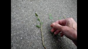 Размножение СПИРЕИ - черенкуется на УРА!