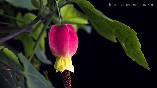 [Flower Time-Lapse] Phalaenopsis, Red nettle & Mimosa #6 смотреть онлайн