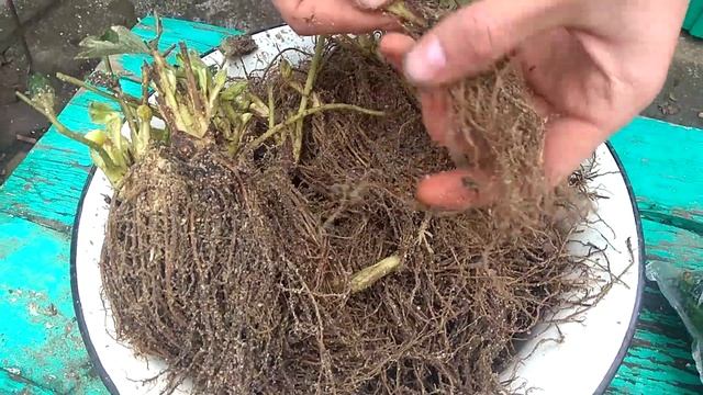 Отзыв о покупке рассады клубники у Сергея Зубцова.Клубника Кабрило(Кабрильо) и Мальга. смотреть онлайн