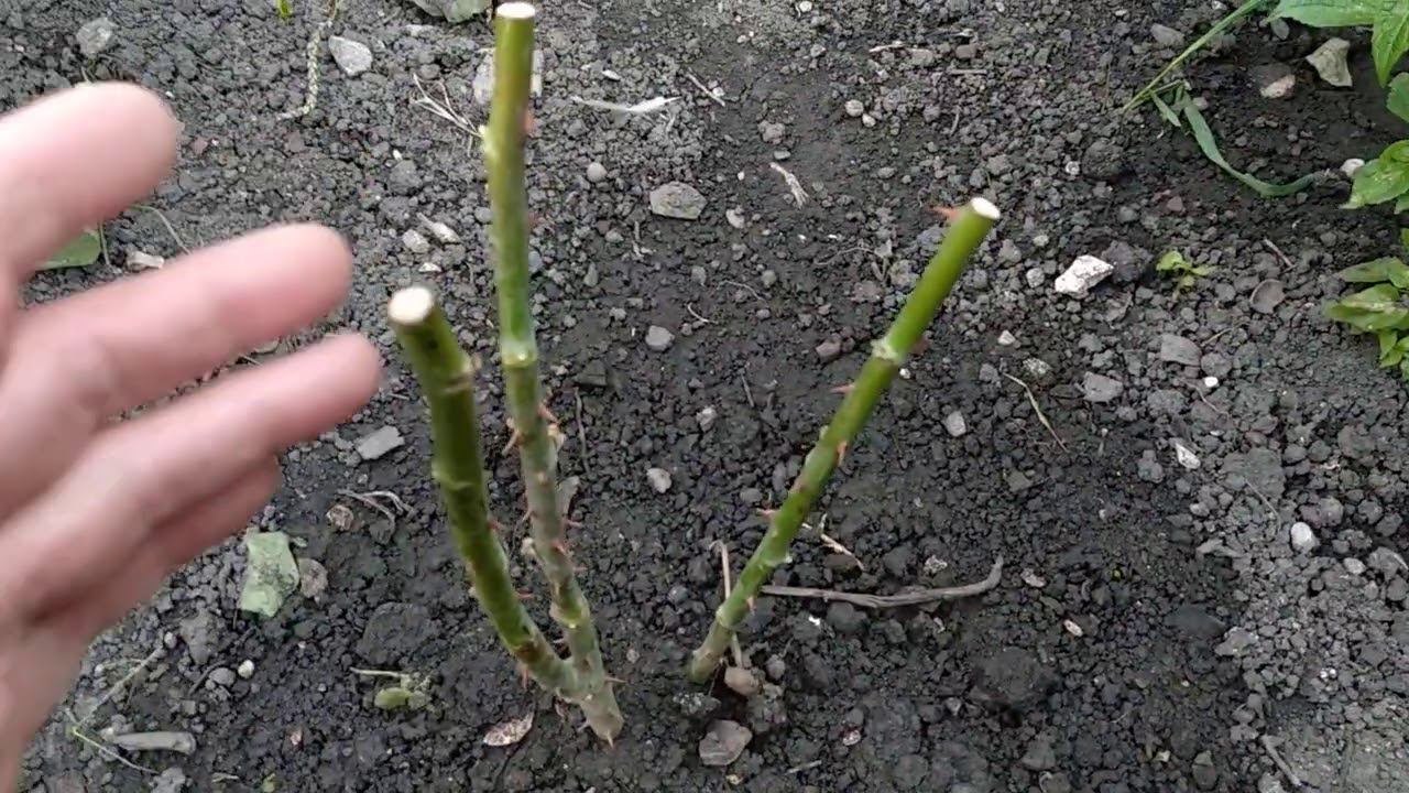 Жизнь саженца. Первая неделя после посадки. смотреть онлайн