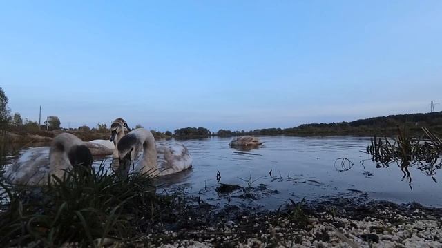 Лебеди-шипуны крупным планом (НЕРЫБАЛКА!) смотреть онлайн
