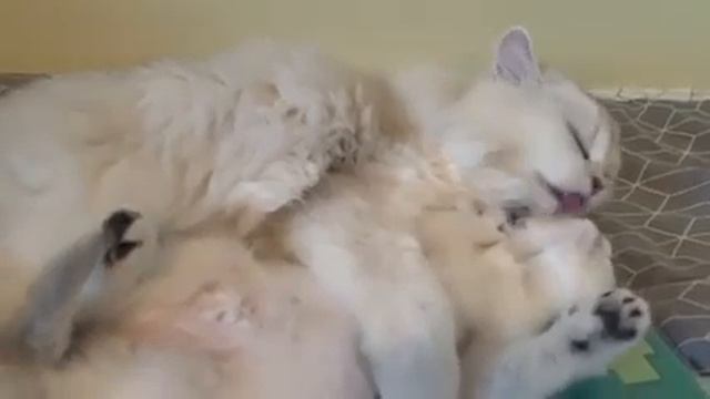 Британские котята смотреть онлайн